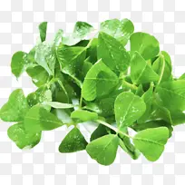 新鲜草头特写-空若网 新鲜草头特写-空若网