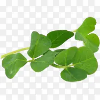 ÐÂÏʲÝÍ·ÌØÐ´¾µÍ·-¿ÕÈôÍø ÐÂÏʲÝÍ·ÌØÐ´¾µÍ·-¿ÕÈôÍø