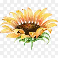 水彩向日葵花朵素材-空若网 水彩向日葵花朵素材-空若网