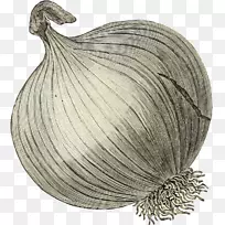 洋葱益生菌植物剪贴画-洋葱-空若网 洋葱益生菌植物剪贴画-洋葱-空若网