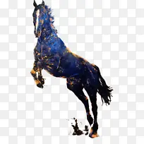 千里马 动物-空若网 千里马 动物-空若网