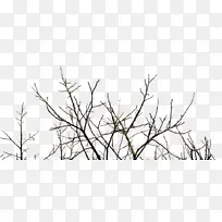 �ݼ����ҵ���֦-������