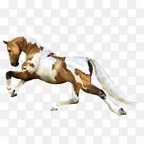 Âí ¿¥Âí ¶¯Îï ³Ô²ÝµÄÂí-¿ÕÈôÍø Âí ¿¥Âí ¶¯Îï ³Ô²ÝµÄÂí-¿ÕÈôÍø