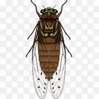 �����PNGͼƬ�ز�-������