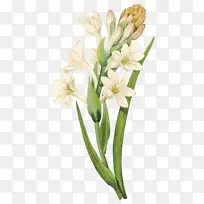 手绘绿色植物花草-空若网 手绘绿色植物花草-空若网