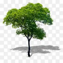 ��ľ��ͼ�ز�-������