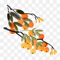 沙棘果 手绘沙棘-空若网 沙棘果 手绘沙棘-空若网