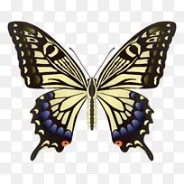 彩色蝴蝶昆虫图片-空若网 彩色蝴蝶昆虫图片-空若网