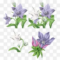 风铃草,花,草,植物-空若网 风铃草,花,草,植物-空若网