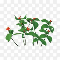 ��ɺ����ɺ��-������