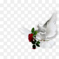 ����õ���Ÿ�-������