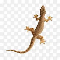 动物世界壁虎-空若网 动物世界壁虎-空若网