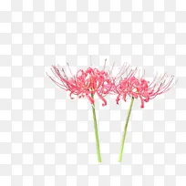 曼珠沙华 彼岸花-空若网 曼珠沙华 彼岸花-空若网