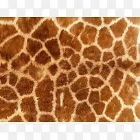 ³¤¾±Â¹Æ¤Ã«±³¾°Í¼°¸-¿ÕÈôÍø ³¤¾±Â¹Æ¤Ã«±³¾°Í¼°¸-¿ÕÈôÍø