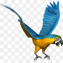 鹦鹉开翅膀鸟类-空若网 鹦鹉开翅膀鸟类-空若网