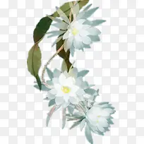 白色昙花素材-空若网 白色昙花素材-空若网