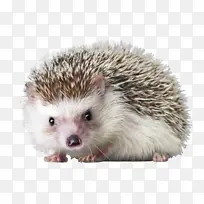 动物刺猬可爱-空若网 动物刺猬可爱-空若网