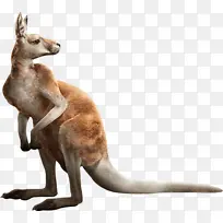 回头观看的袋鼠-空若网 回头观看的袋鼠-空若网