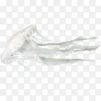 白色漂浮水母-空若网 白色漂浮水母-空若网