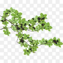 ��֦ҶƬ��ǳ��ɫ-������