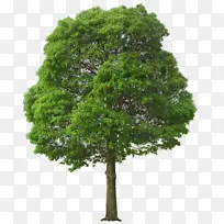 植物树叶和树实体-空若网 植物树叶和树实体-空若网