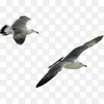 创意高清摄影海上飞行的海鸥-空若网 创意高清摄影海上飞行的海鸥-空若网