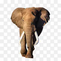 正在行走的大象-空若网 正在行走的大象-空若网