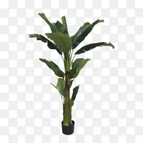 �㽶�������-������