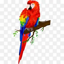 树枝上的鹦鹉-空若网 树枝上的鹦鹉-空若网