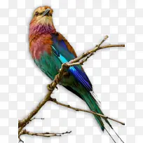 ��Ϣ����֦�ϵ�����-������