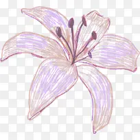 高清手绘插画花朵特效-空若网 高清手绘插画花朵特效-空若网