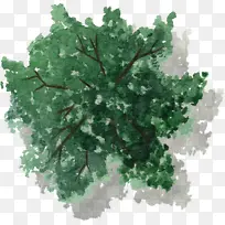 绿色树枝树冠水彩风手绘带投影-空若网 绿色树枝树冠水彩风手绘带投影-空若网