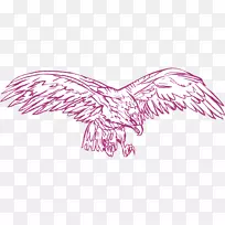 画鸟鹰夹艺术-翅膀-空若网 画鸟鹰夹艺术-翅膀-空若网