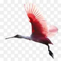 一只红色的飞鸟-空若网 一只红色的飞鸟-空若网
