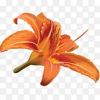 �ֻ��ɫ�ٺϻ���-������