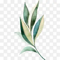 ��ɫˮ��ϸ��Ҷ��-������