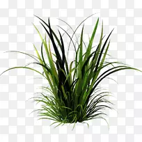 ��ƺ�ݱ�ֲ�������-��-������