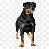 动物世界黑狗-空若网 动物世界黑狗-空若网