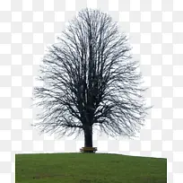 ��ɫ�Ĵ�����֧-������