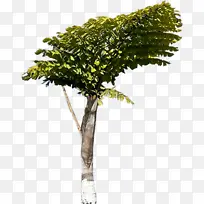 棕树棕树棕树-空若网 棕树棕树棕树-空若网