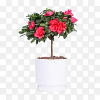 四叶草白色陶瓷杜鹃盆栽-空若网 四叶草白色陶瓷杜鹃盆栽-空若网