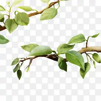 树枝树叶绿叶-空若网 树枝树叶绿叶-空若网