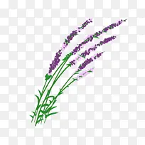 紫花薰衣草终-空若网 紫花薰衣草终-空若网