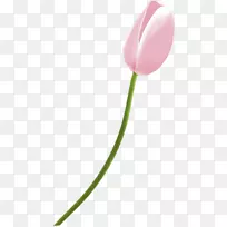 开花植物郁金香百合科郁金香-空若网 开花植物郁金香百合科郁金香-空若网