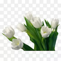 ×ÀÃæ±ÚÖ½Ö²ÎïÏóÕ÷Óô½ðÏã-¿ÕÈôÍø ×ÀÃæ±ÚÖ½Ö²ÎïÏóÕ÷Óô½ðÏã-¿ÕÈôÍø