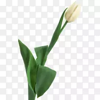 郁金香切花植物茎郁金香-空若网 郁金香切花植物茎郁金香-空若网