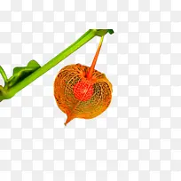 水果浆果稻壳-空若网 水果浆果稻壳-空若网