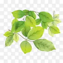 ÊÖ»æÂÌÑ¿Ê÷֦͸Ã÷µ×ËØ²Ä-¿ÕÈôÍø ÊÖ»æÂÌÑ¿Ê÷֦͸Ã÷µ×ËØ²Ä-¿ÕÈôÍø