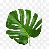 绿色不可爱叶子-空若网 绿色不可爱叶子-空若网