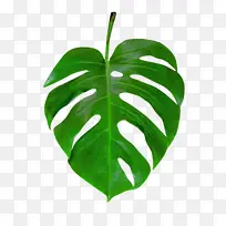 绿色不可爱叶子-空若网 绿色不可爱叶子-空若网